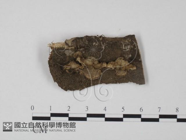 韌革菌屬藏品圖，第1張