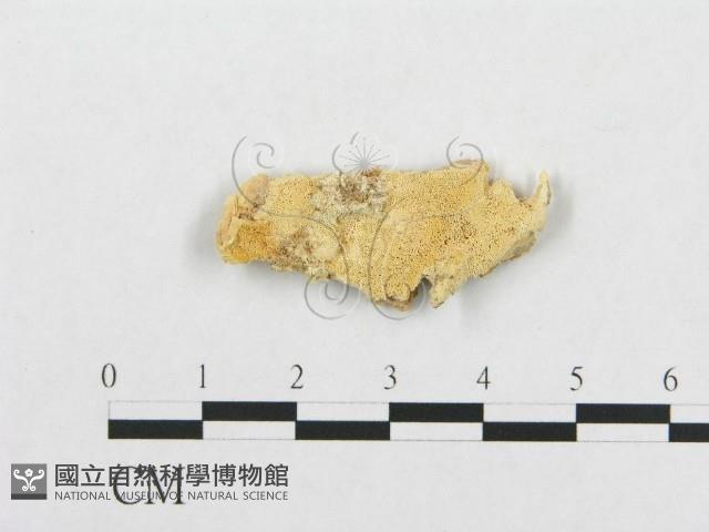 登錄號:F0007146藏品圖，第1張