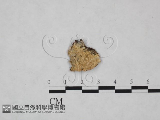 絲齒菌屬藏品圖，第1張