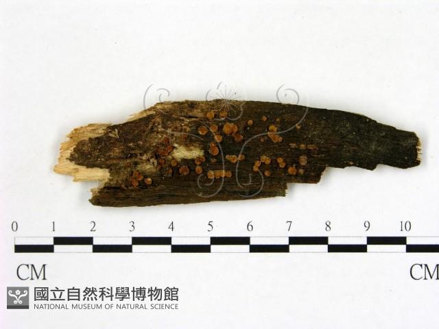 登錄號:F0005146藏品圖，第1張