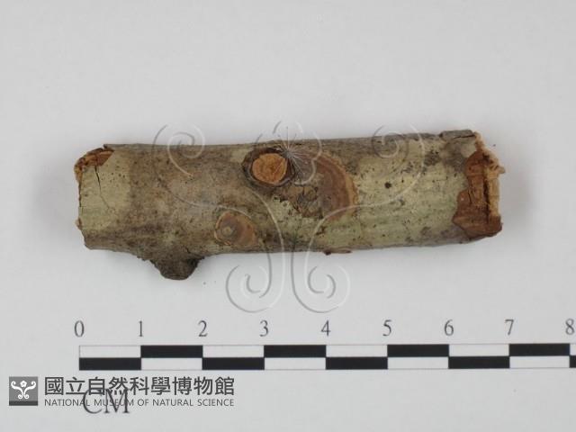登錄號:F0015146藏品圖，第1張