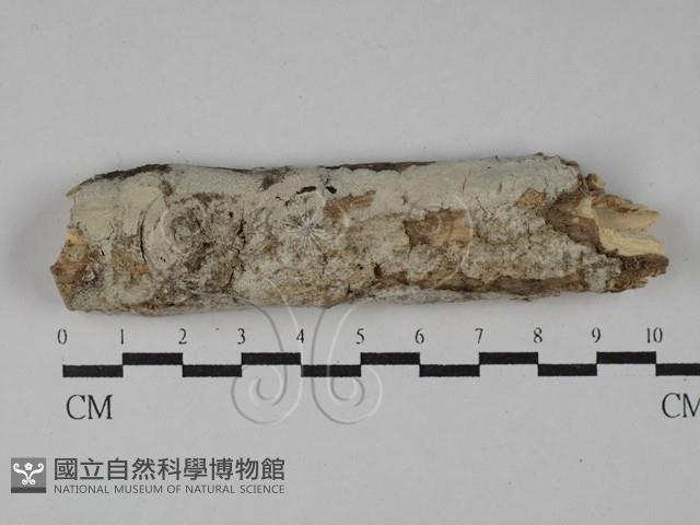 登錄號:F0029146藏品圖，第1張