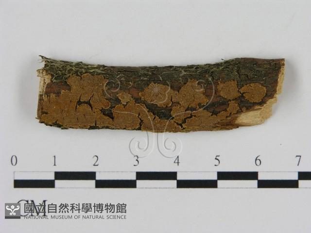 刺革菌屬藏品圖，第1張