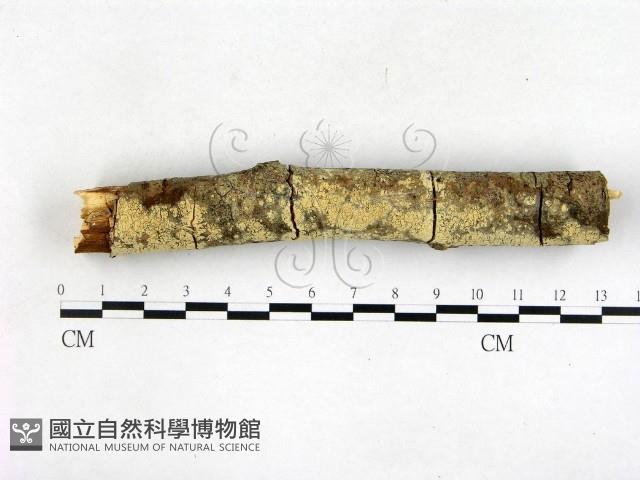 登錄號:F0003146藏品圖，第1張