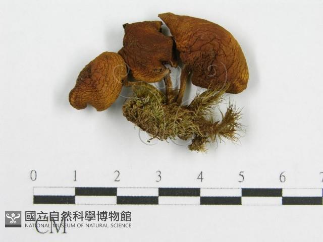 登錄號:F0013146藏品圖，第1張