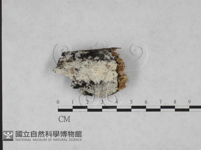 登錄號:F0028046藏品圖，第1張