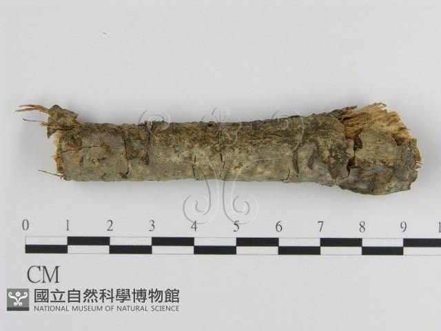 絲皮菌屬藏品圖，第1張