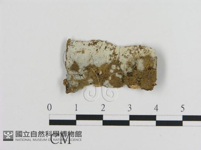 登錄號:F0000046藏品圖，第1張