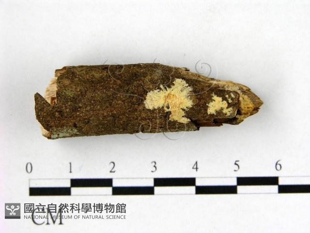 顯絲菌屬藏品圖，第1張