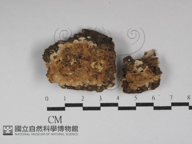 登錄號:F0030046藏品圖，第1張
