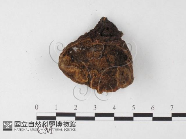 木層孔菌屬藏品圖，第1張