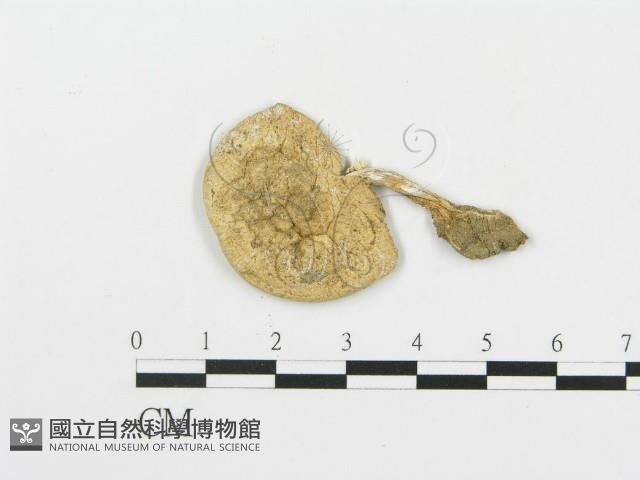 四孢蘑菇藏品圖，第1張