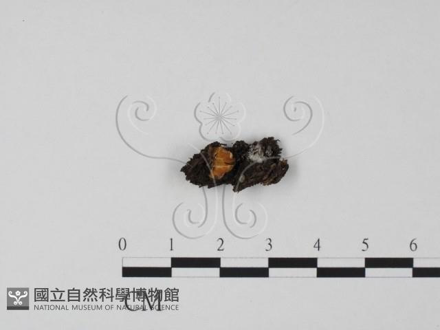 登錄號:F0021046藏品圖，第1張