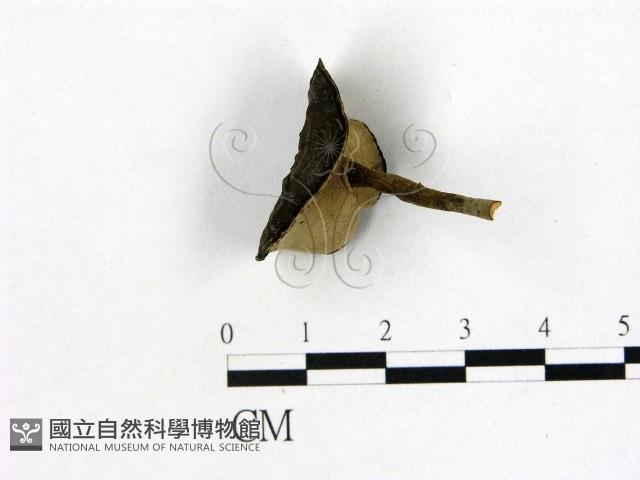 登錄號:F0011046藏品圖，第1張