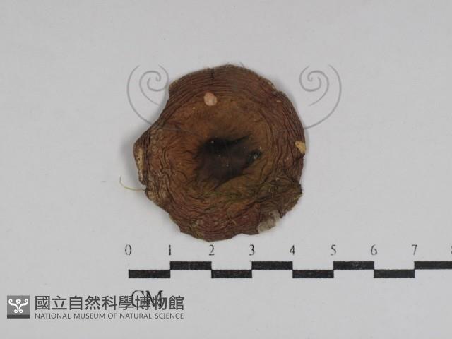 紅菇屬藏品圖，第1張