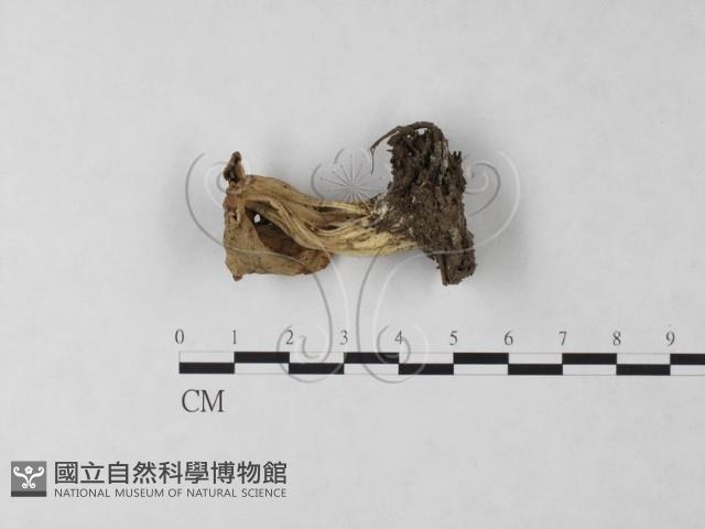 登錄號:F0024046藏品圖，第1張