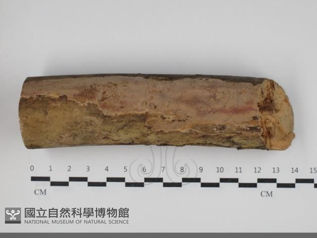 登錄號:F0034046藏品圖，第1張