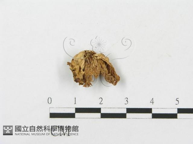 登錄號:F0012046藏品圖，第1張