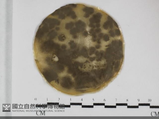 登錄號:F0032046藏品圖，第1張