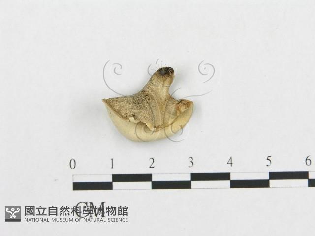 登錄號:F0007046藏品圖，第1張