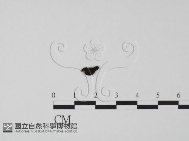 登錄號:F0015046藏品圖，第1張
