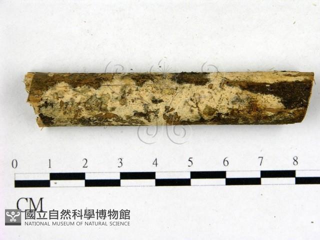 登錄號:F0009046藏品圖，第1張