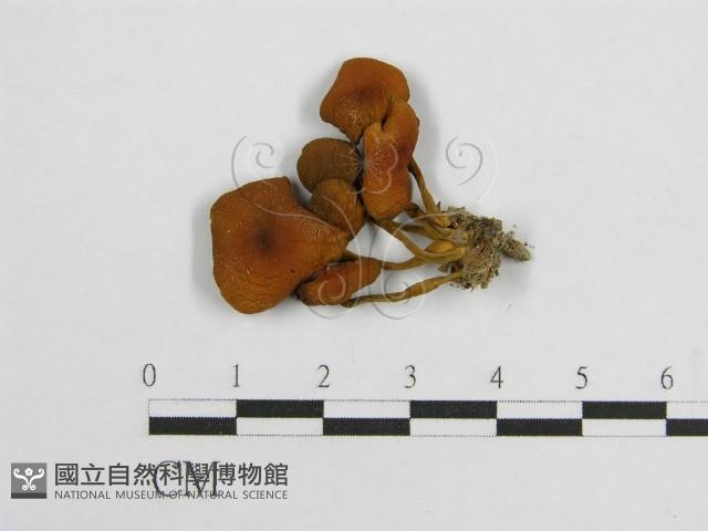 登錄號:F0003046藏品圖，第1張
