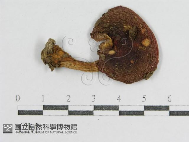 登錄號:F0013046藏品圖，第1張