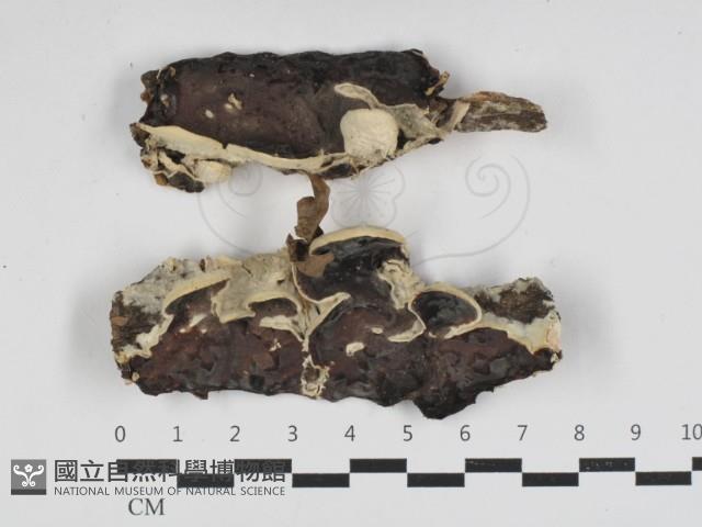 登錄號:F0033046藏品圖，第1張