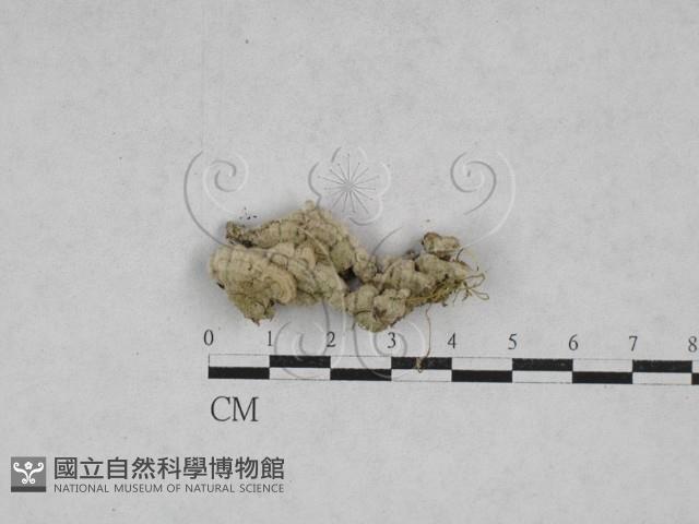 附毛菌屬藏品圖，第1張