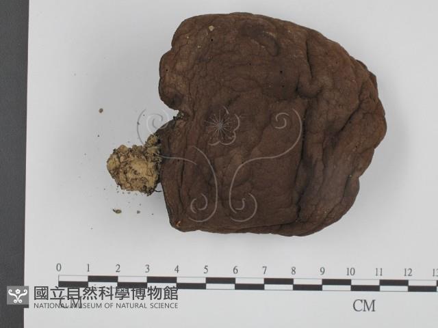 登錄號:F0008346藏品圖，第1張