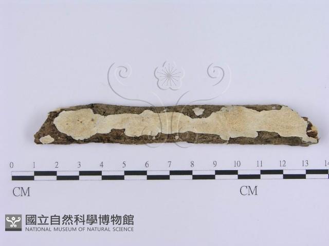 登錄號:F0020346藏品圖，第1張