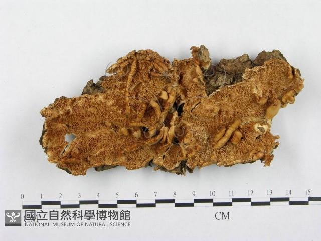 登錄號:F0000346藏品圖，第1張