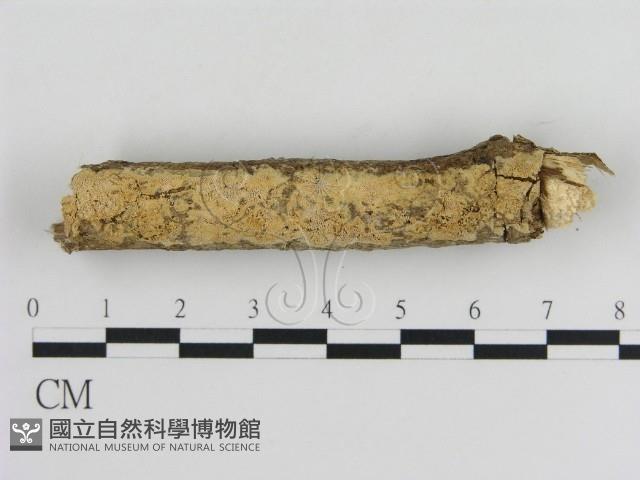 登錄號:F0010346藏品圖，第1張