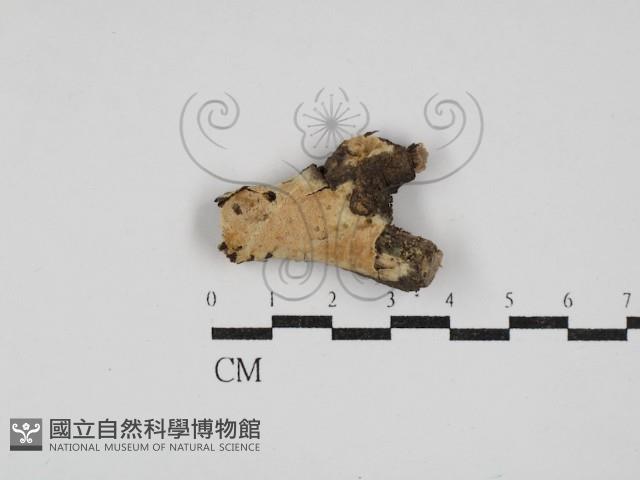 登錄號:F0030346藏品圖，第1張