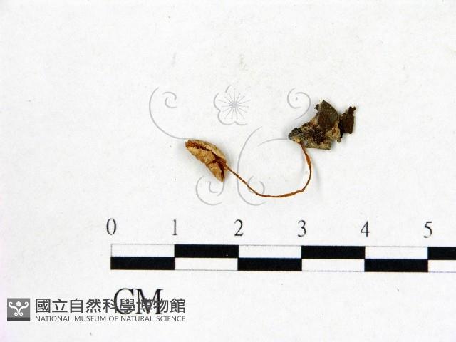 登錄號:F0016346藏品圖，第1張