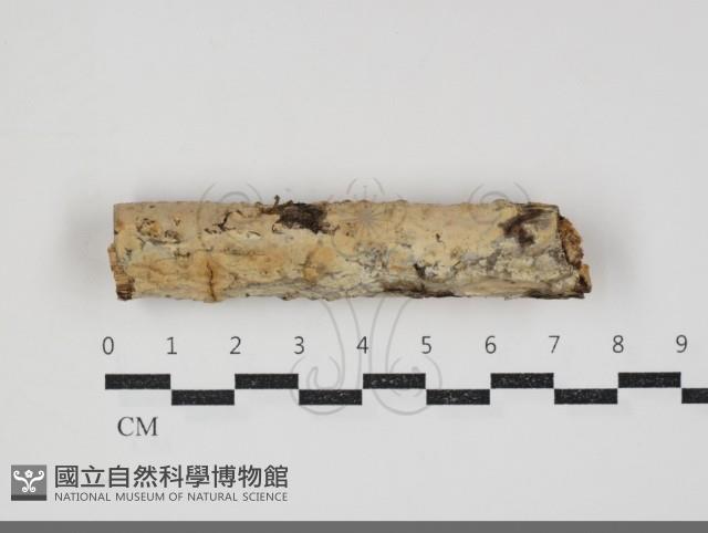 登錄號:F0034346藏品圖，第1張