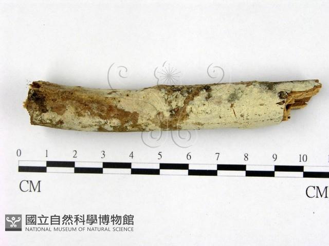 登錄號:F0022346藏品圖，第1張