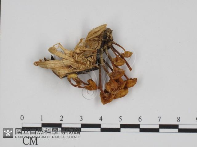 登錄號:F0002346藏品圖，第1張