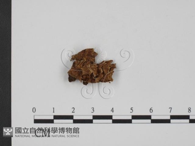 登錄號:F0012346藏品圖，第1張