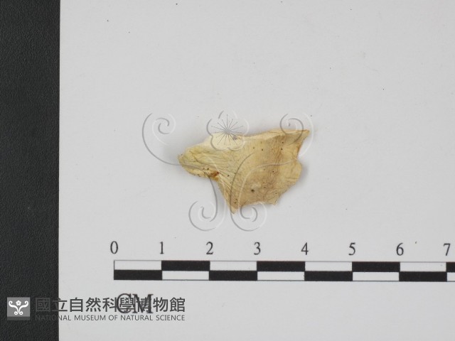 登錄號:F0007346藏品圖，第1張