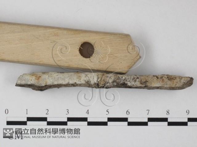 絲皮菌屬藏品圖，第1張