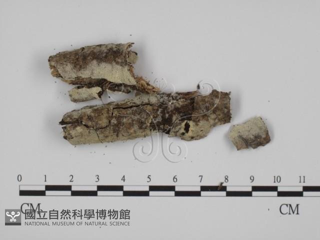 登錄號:F0005346藏品圖，第1張