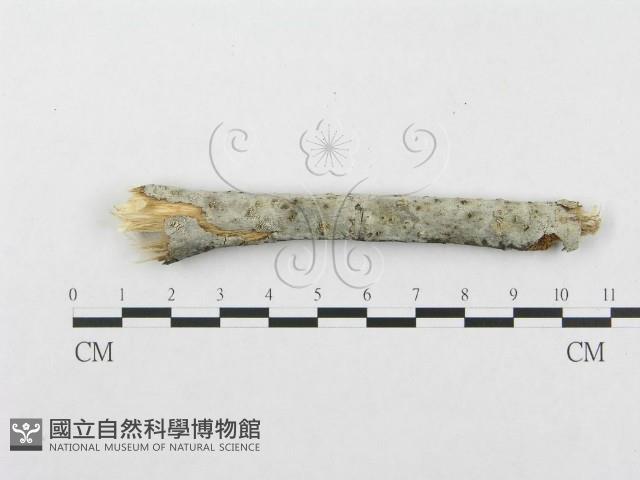 登錄號:F0015346藏品圖，第1張