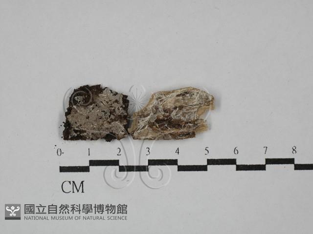 登錄號:F0029346藏品圖，第1張