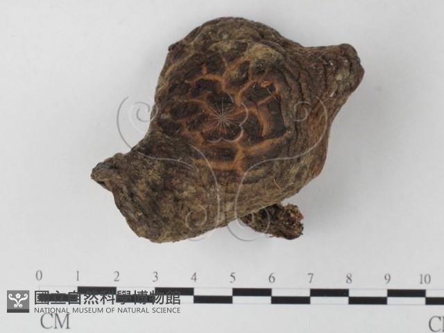 登錄號:F0023346藏品圖，第1張