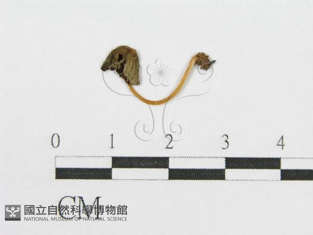 登錄號:F0013346藏品圖，第1張