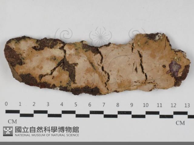 登錄號:F0033346藏品圖，第1張