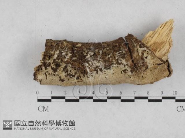 登錄號:F0028236藏品圖，第1張