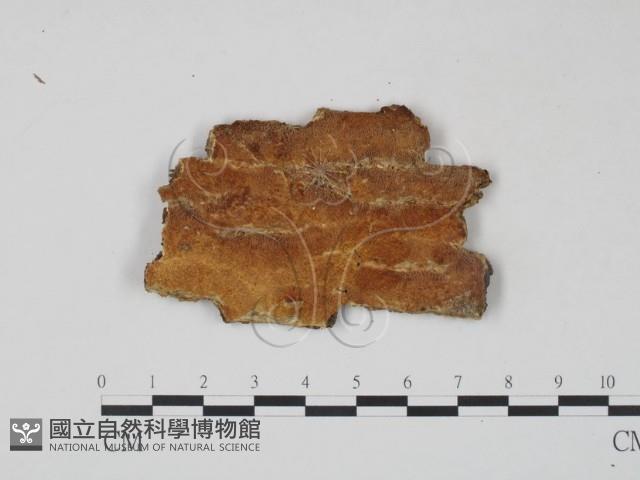 登錄號:F0008236藏品圖，第1張